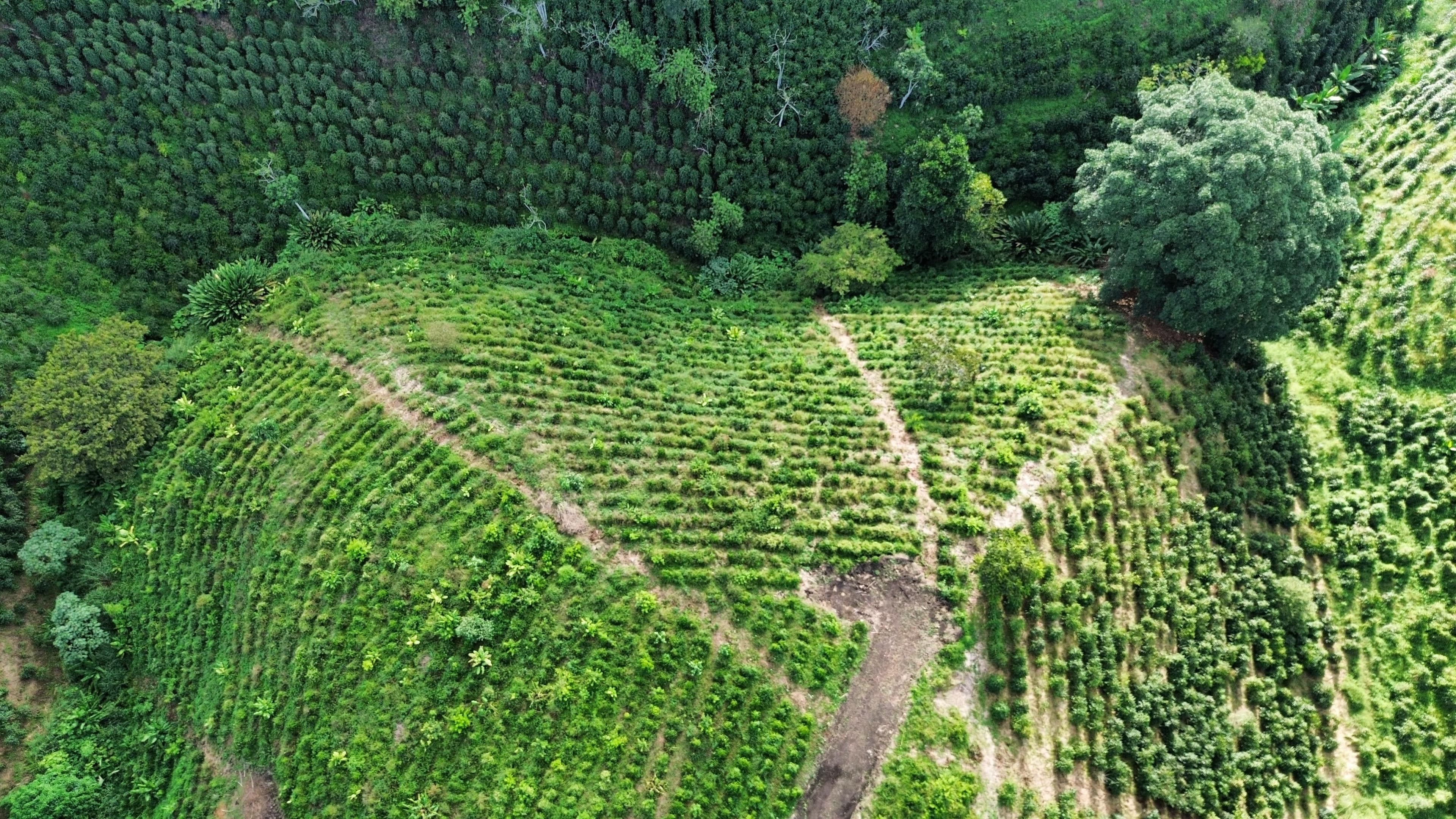 EL TOPACIO | PROYECTO CAMPESTRE EN QUIMBAYA QUINDIO