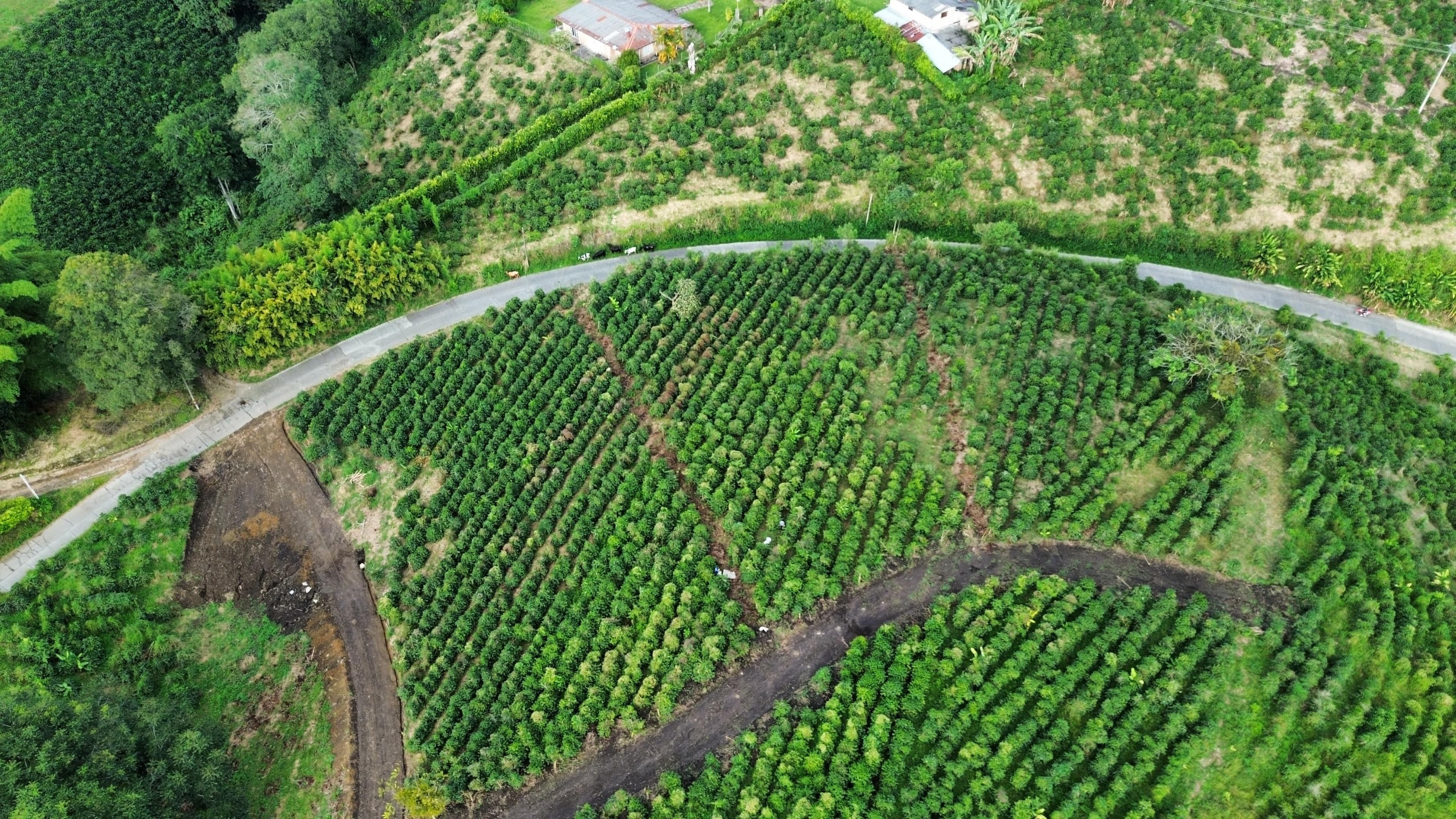 EL TOPACIO | PROYECTO CAMPESTRE EN QUIMBAYA QUINDIO