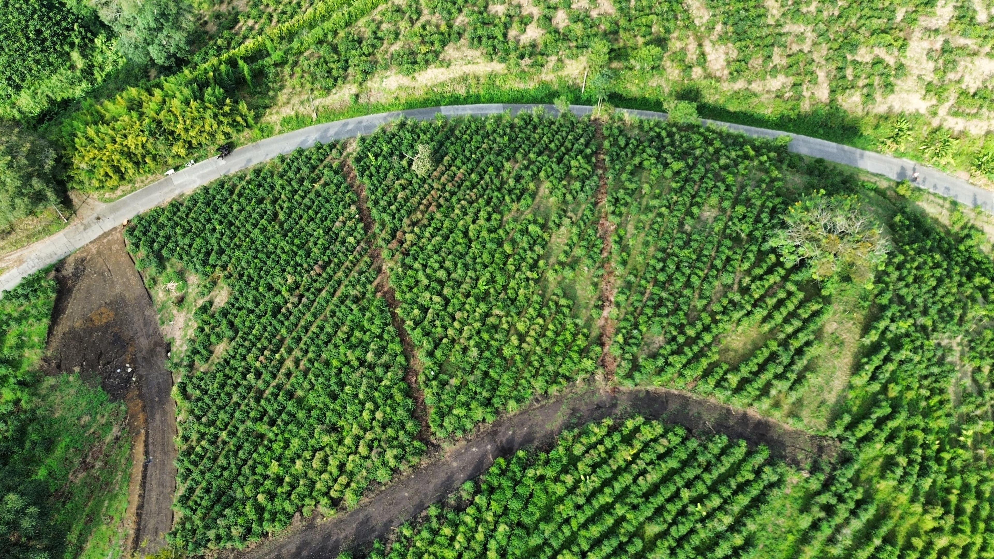 EL TOPACIO | PROYECTO CAMPESTRE EN QUIMBAYA QUINDIO
