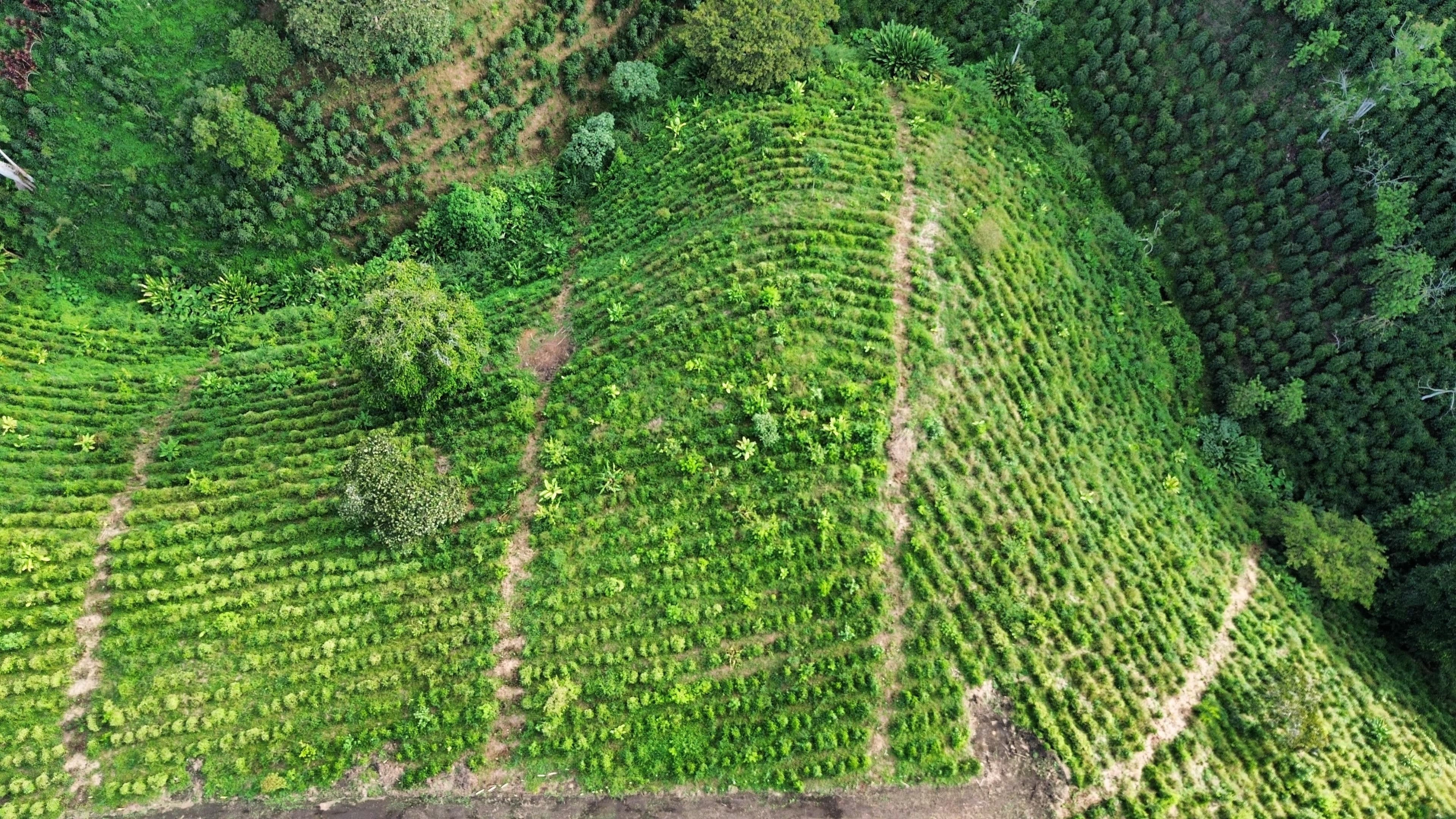 EL TOPACIO | PROYECTO CAMPESTRE EN QUIMBAYA QUINDIO