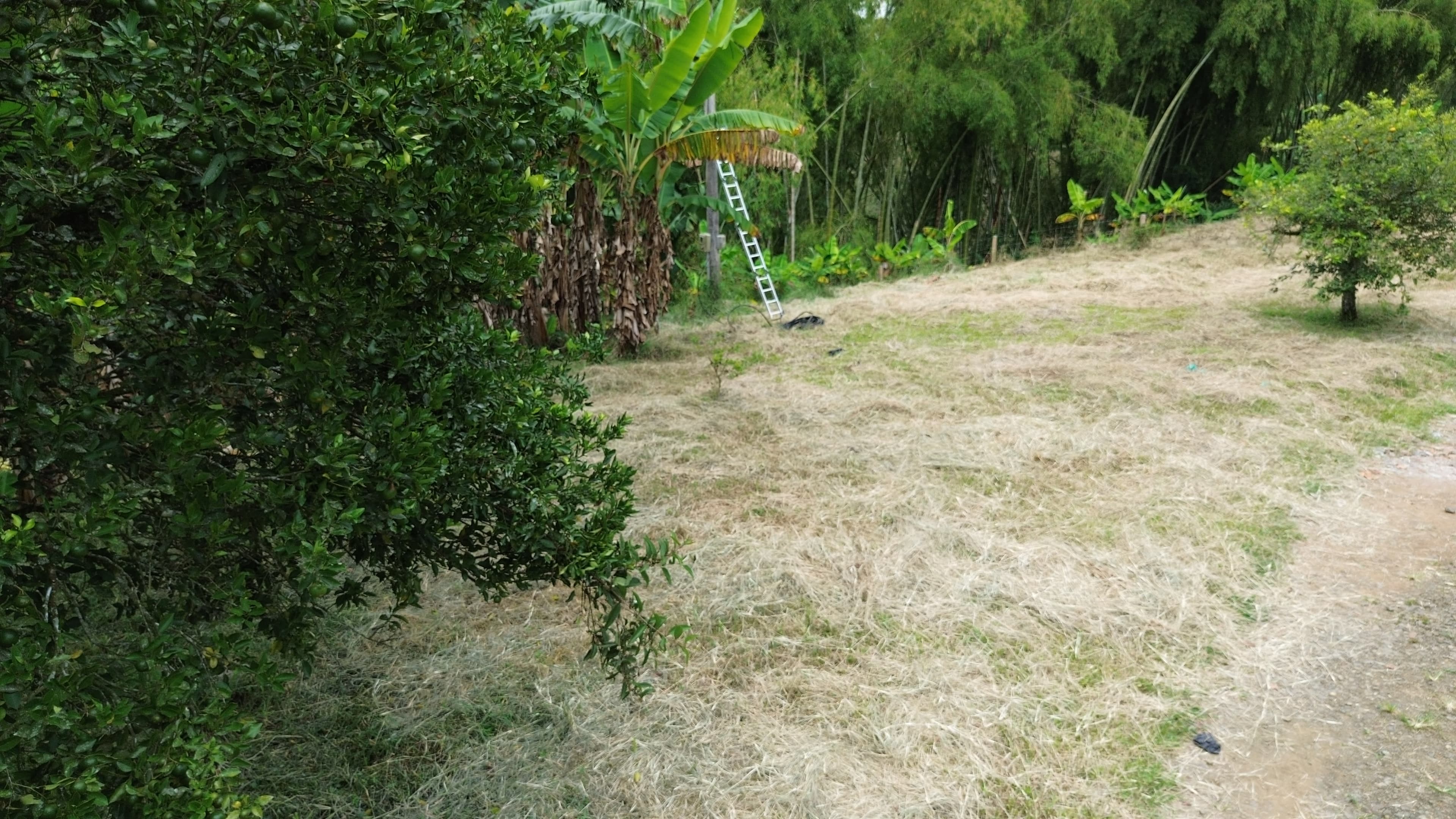 🌿 PROYECTO SAN MIGUEL – LOTES CAMPESTRES EN QUIMBAYA, QUINDÍO