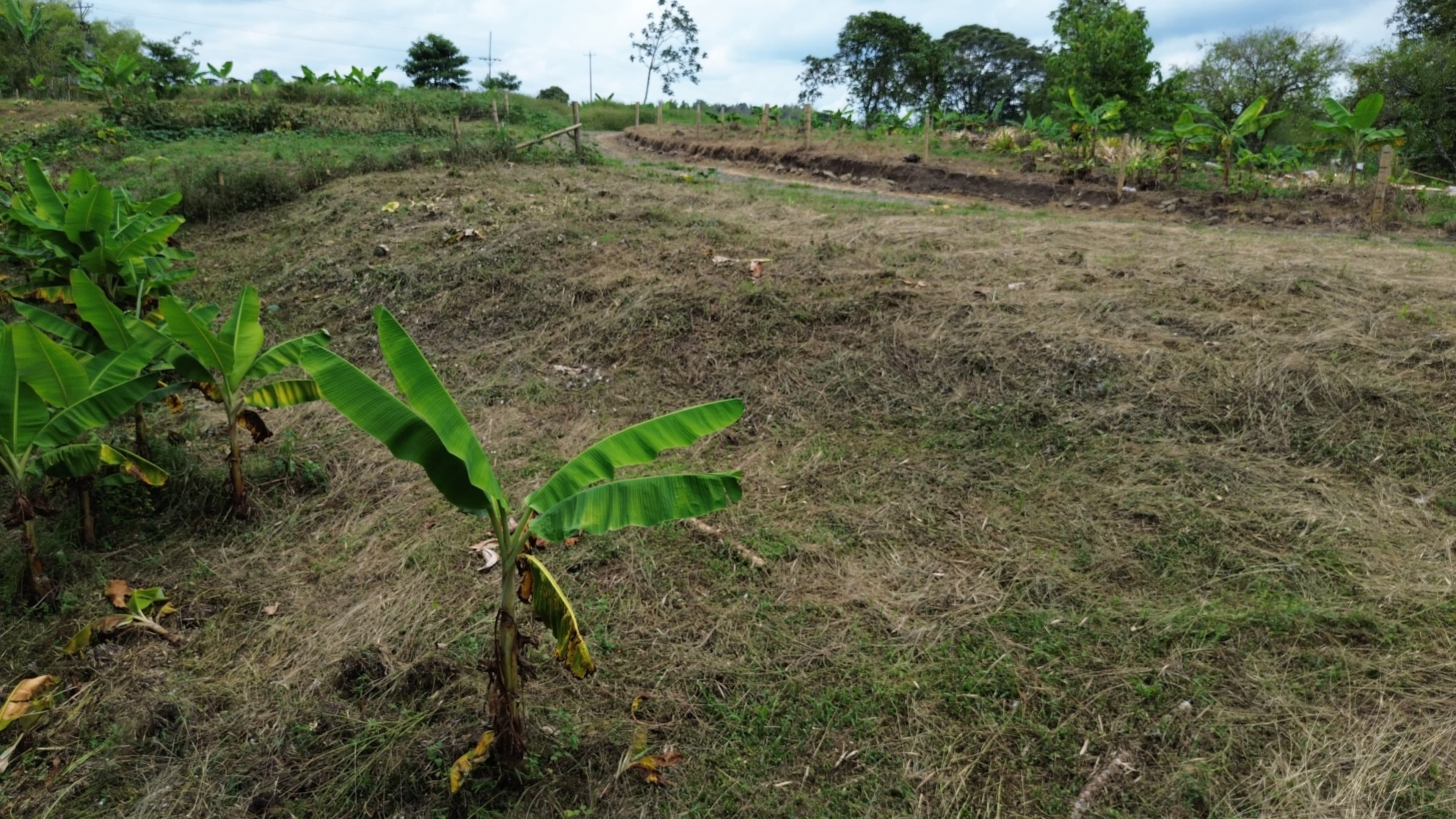 🌿 PROYECTO SAN MIGUEL – LOTES CAMPESTRES EN QUIMBAYA, QUINDÍO