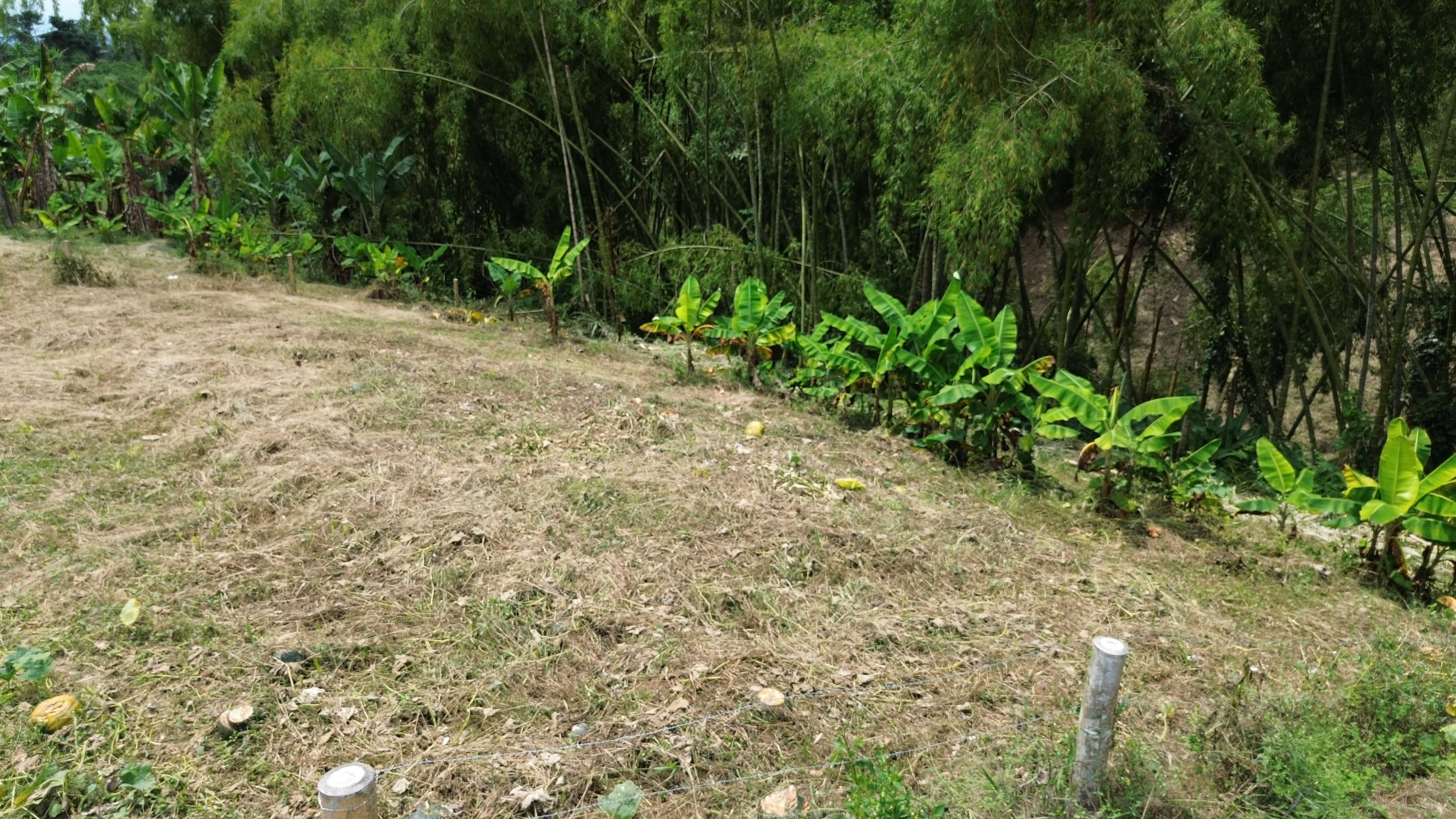 🌿 PROYECTO SAN MIGUEL – LOTES CAMPESTRES EN QUIMBAYA, QUINDÍO