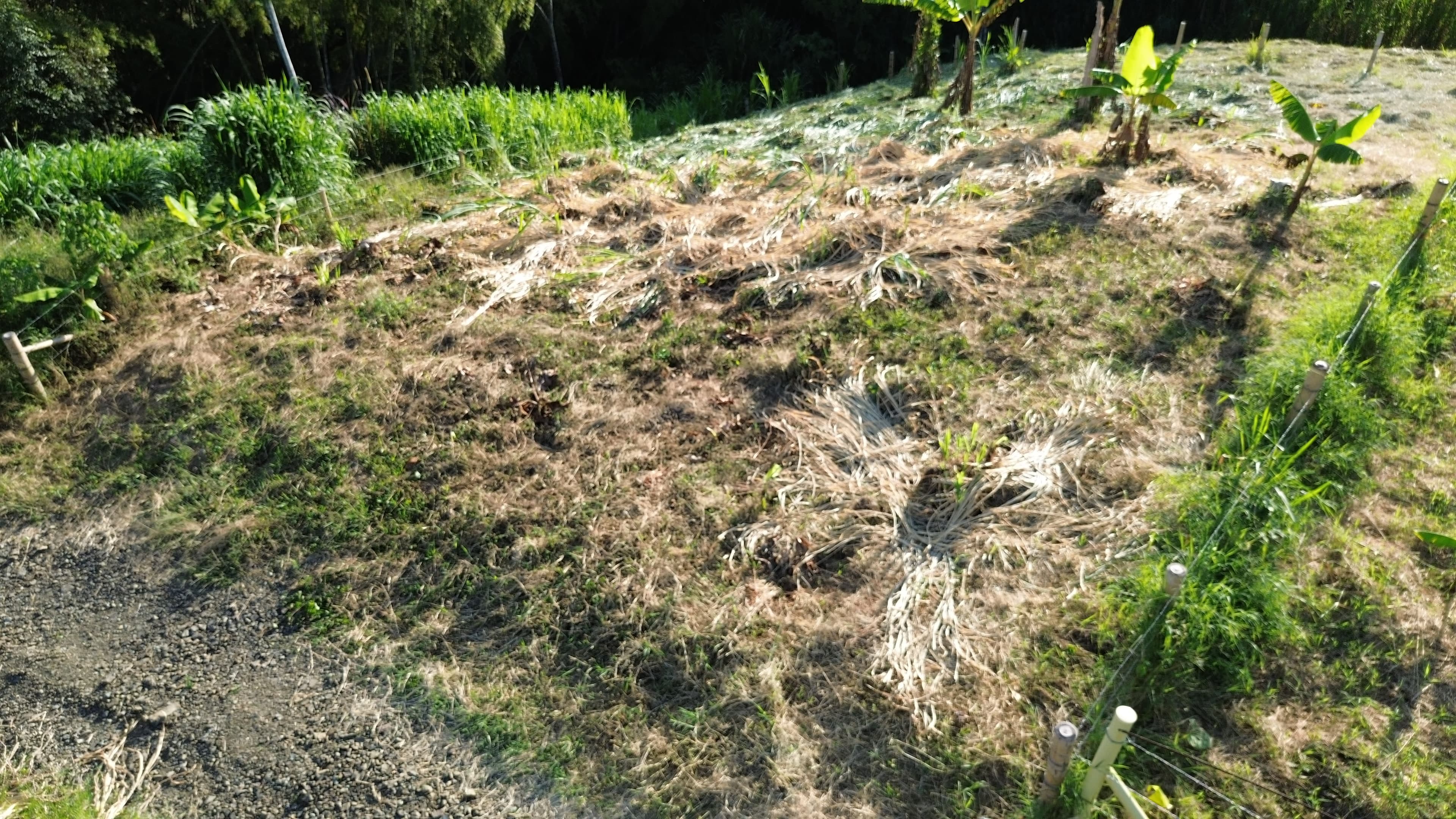 🌿 PROYECTO SAN MIGUEL – LOTES CAMPESTRES EN QUIMBAYA, QUINDÍO