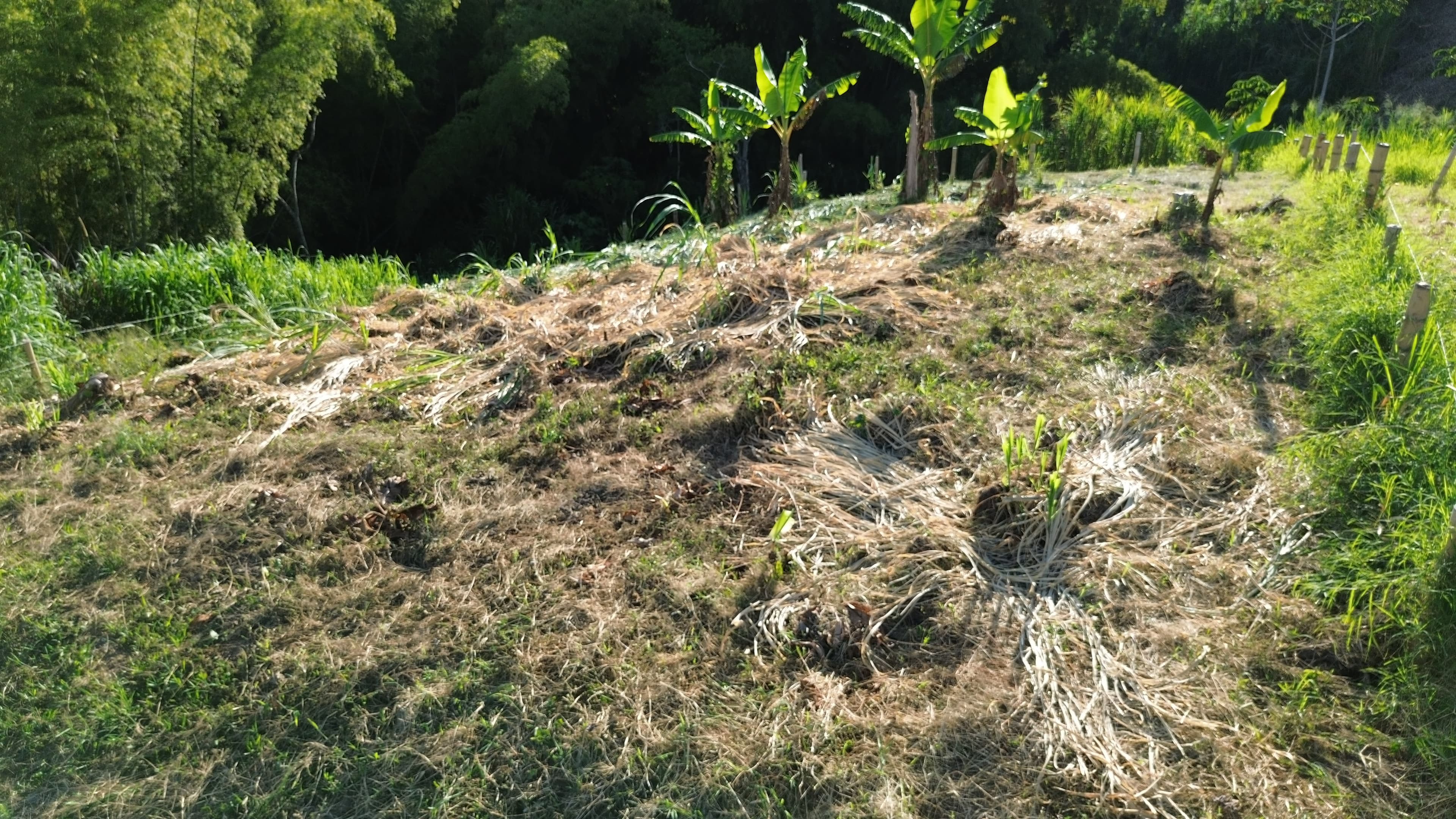 🌿 PROYECTO SAN MIGUEL – LOTES CAMPESTRES EN QUIMBAYA, QUINDÍO