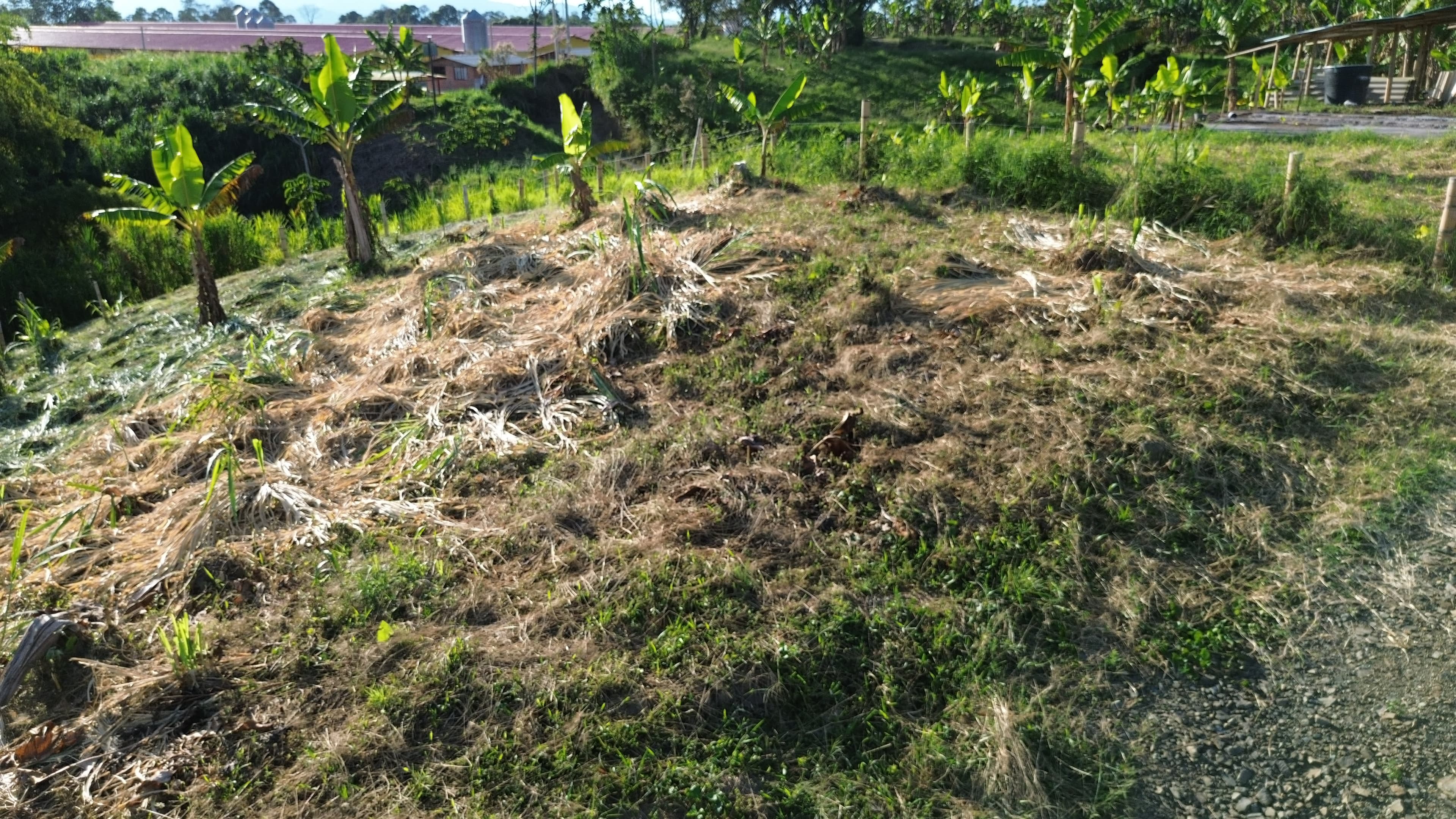 🌿 PROYECTO SAN MIGUEL – LOTES CAMPESTRES EN QUIMBAYA, QUINDÍO