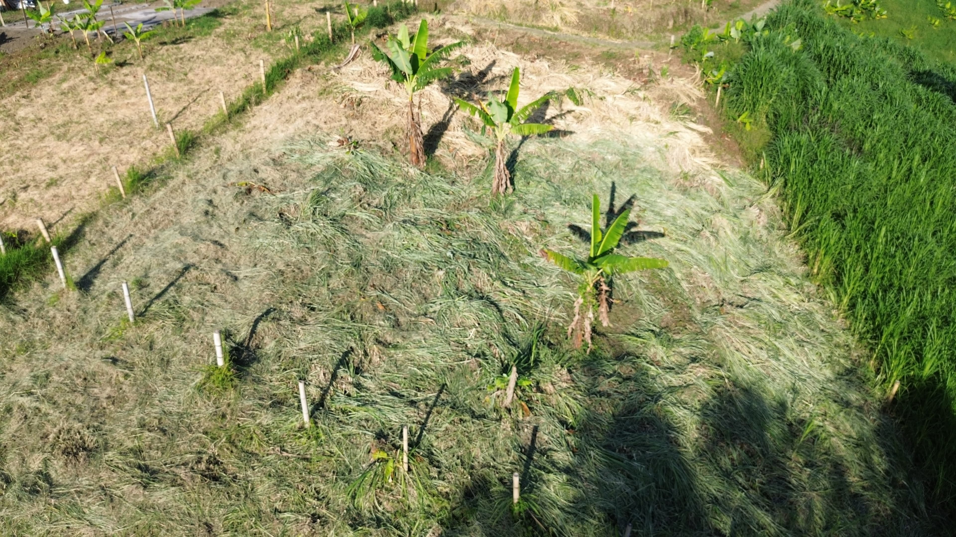 🌿 PROYECTO SAN MIGUEL – LOTES CAMPESTRES EN QUIMBAYA, QUINDÍO