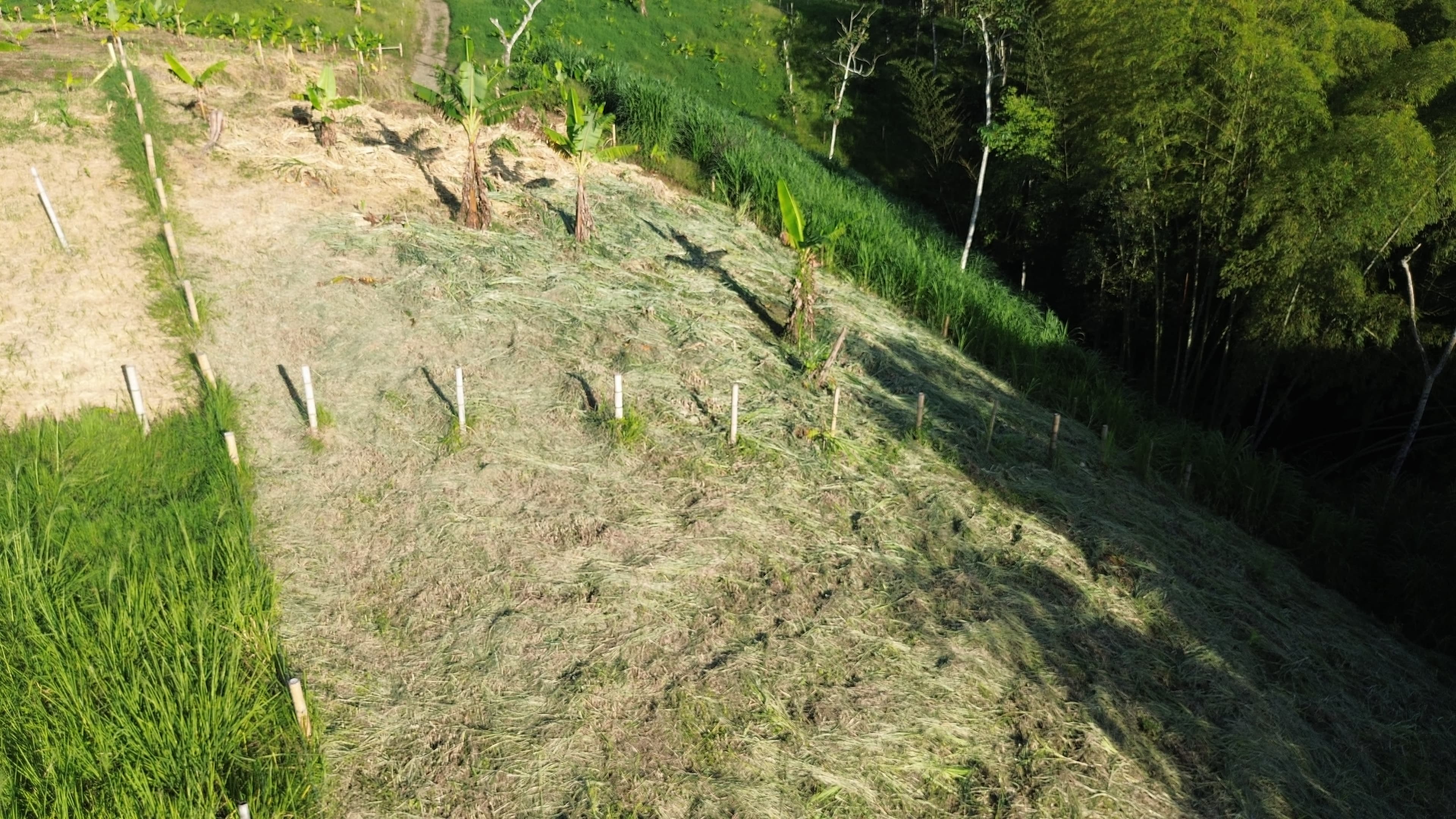 🌿 PROYECTO SAN MIGUEL – LOTES CAMPESTRES EN QUIMBAYA, QUINDÍO